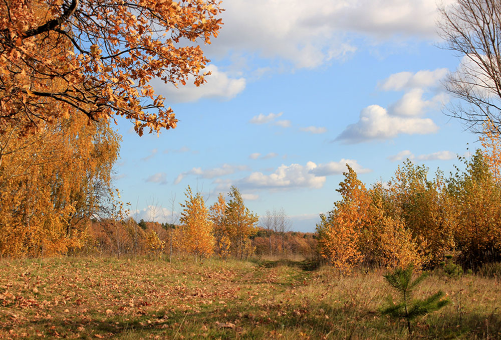 photo "A Walk in October." tags: landscape, autumn, forest