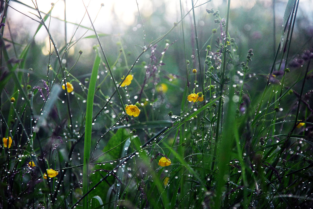 photo "***" tags: nature, flowers