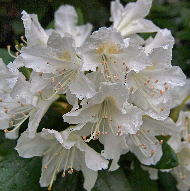 photo "Rosa White" tags: nature, flowers