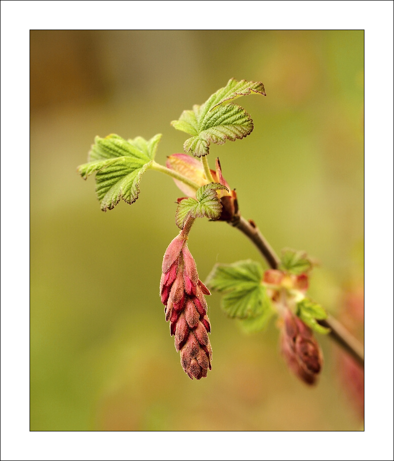 photo "***" tags: nature, flowers