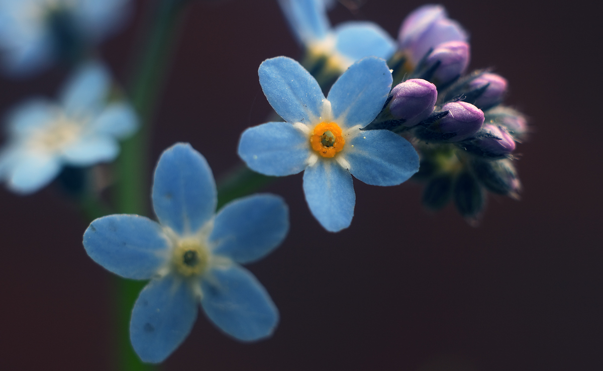 photo "флора, цветок, незабудка, макро, лес, природа, flora, flower, forget-me, macro, forest, nature" tags: macro and close-up, nature, flowers