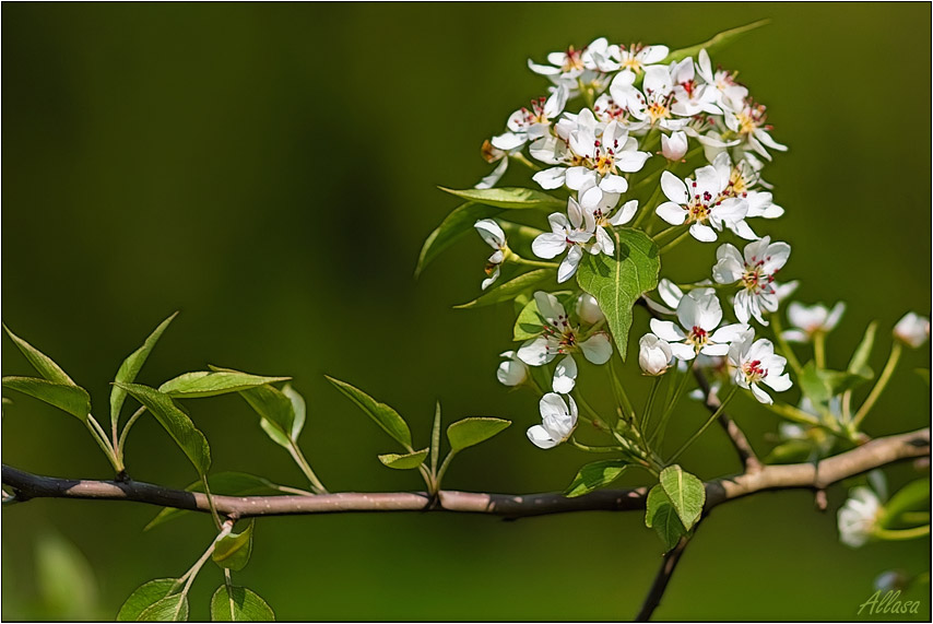 photo "***" tags: nature, landscape, flowers, spring