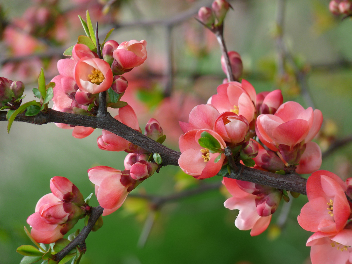 photo "***" tags: nature, flowers