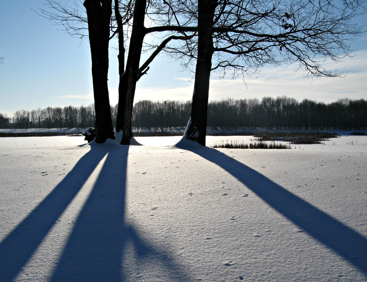 photo "Third - is not needed!" tags: landscape, forest, winter