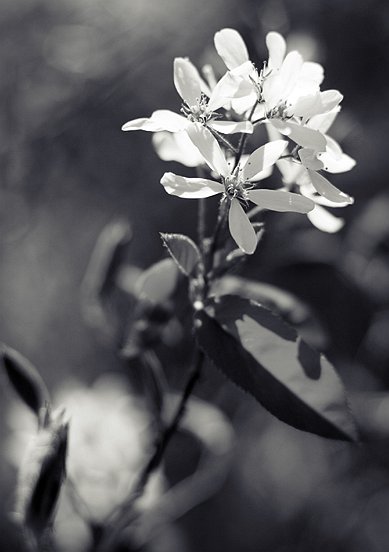 photo "***" tags: nature, travel, Europe, flowers