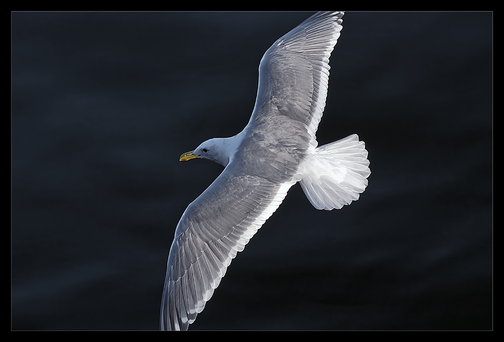 photo "Born to soar" tags: nature, wild animals