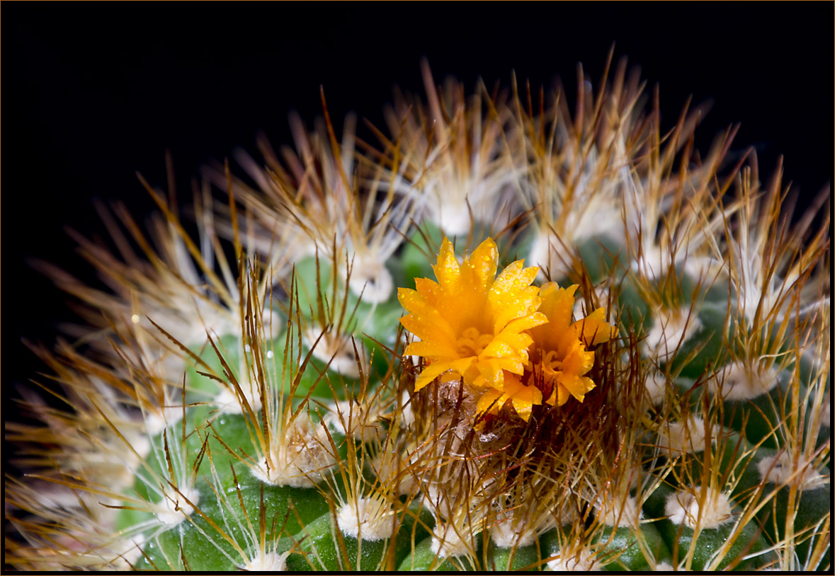 photo "Parodia in Bloom" tags: nature, macro and close-up, flowers