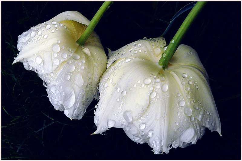 фото "Victims rain" метки: природа, макро и крупный план, капля, цветы