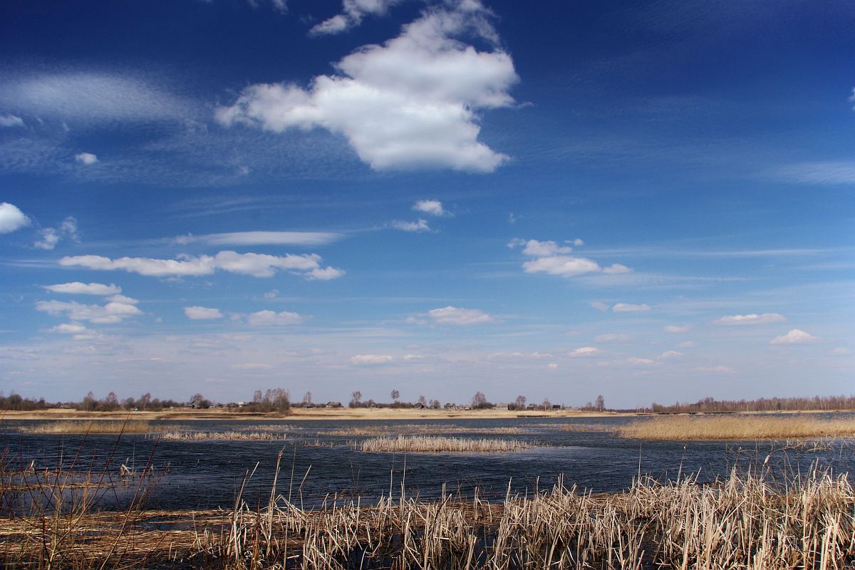 photo "Bird the spring" tags: landscape, spring