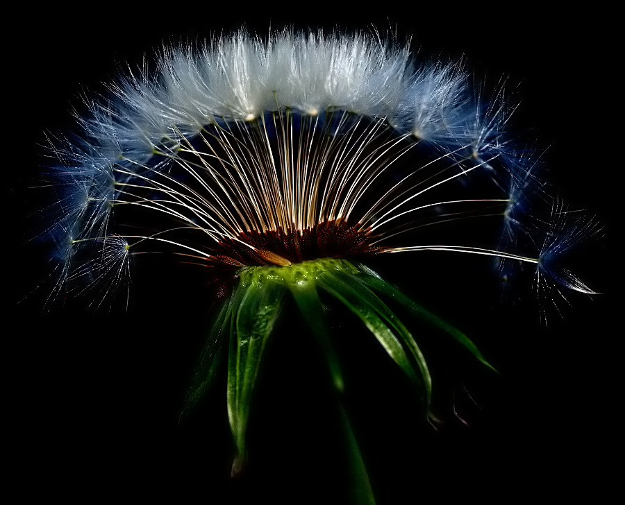 photo ""Dandelion"" tags: nature, flowers