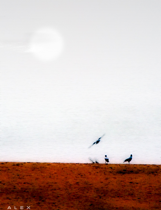 фото "Птицы на берегу" метки: природа, дикие животные