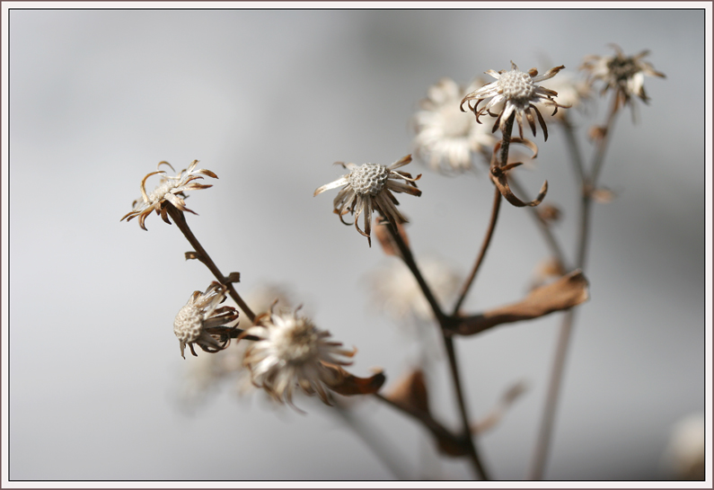 photo "Апрель в Сибири*" tags: nature, flowers