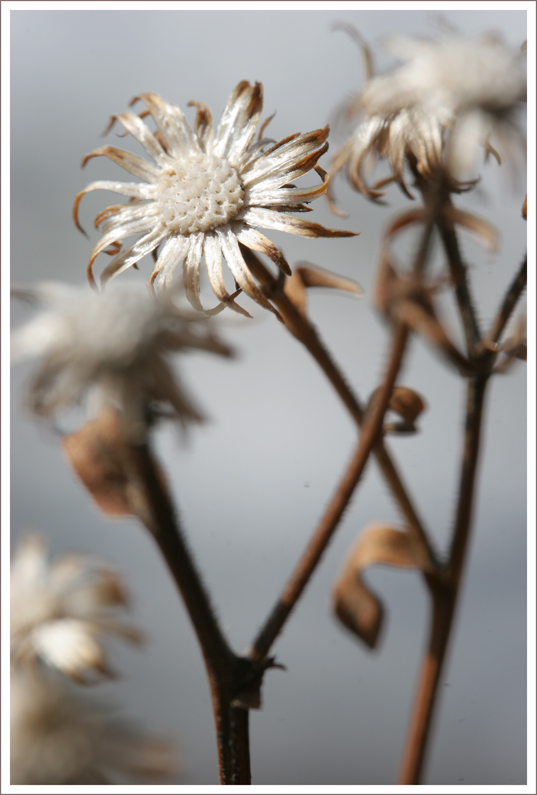 photo "Апрель в Сибири**" tags: nature, flowers