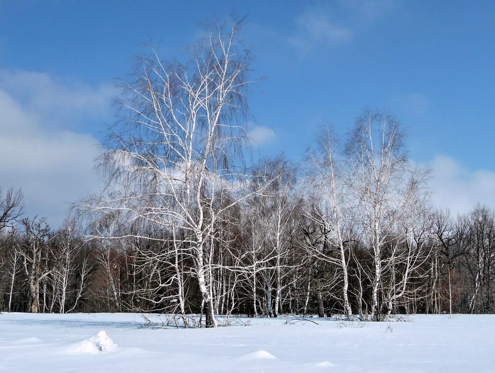 фото "В ожидании весны" метки: пейзаж, зима