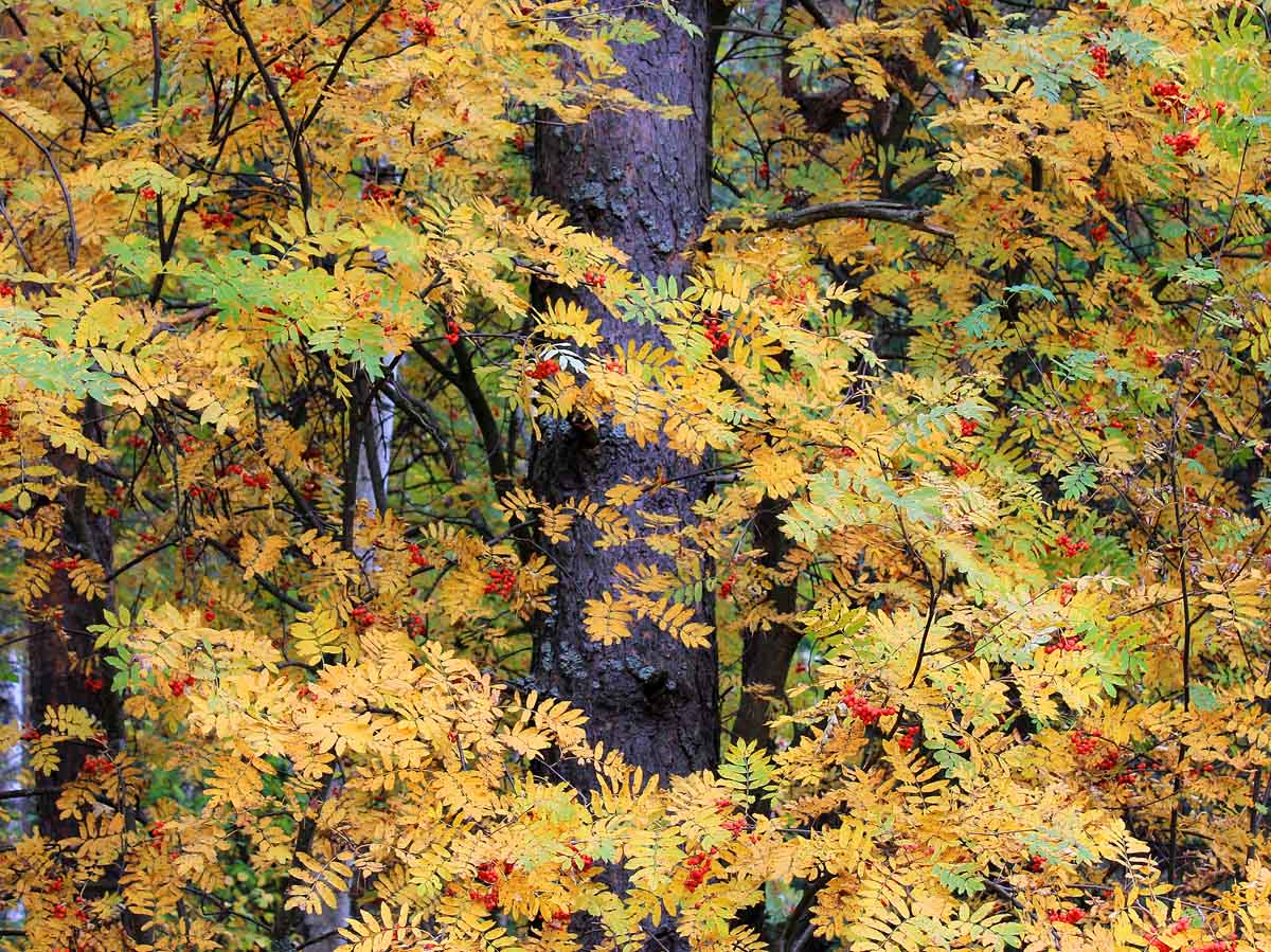 photo "Rowan tree in October." tags: landscape, autumn, forest