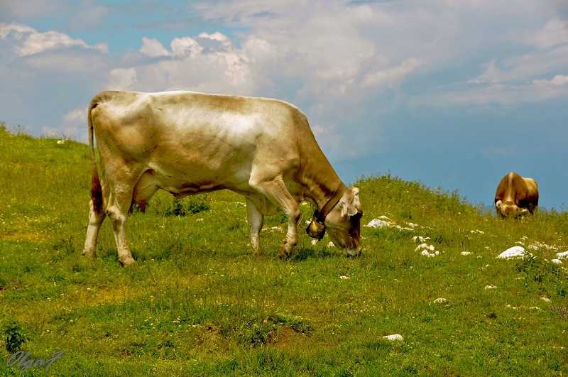 фото "Pastorale" метки: природа, домашние животные