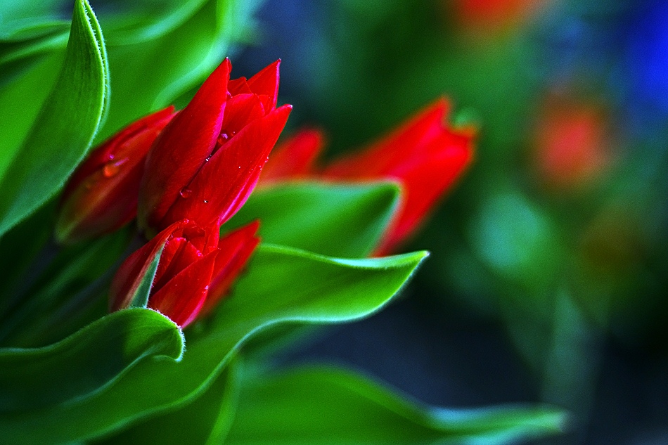 photo "Tulips...." tags: nature, flowers
