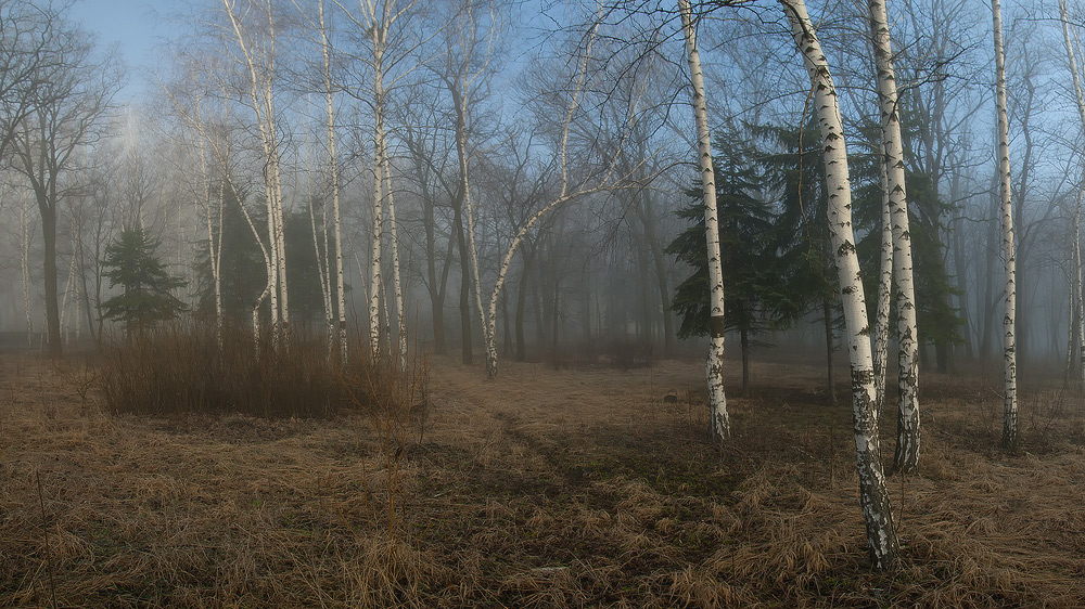 photo "***" tags: landscape, forest, spring