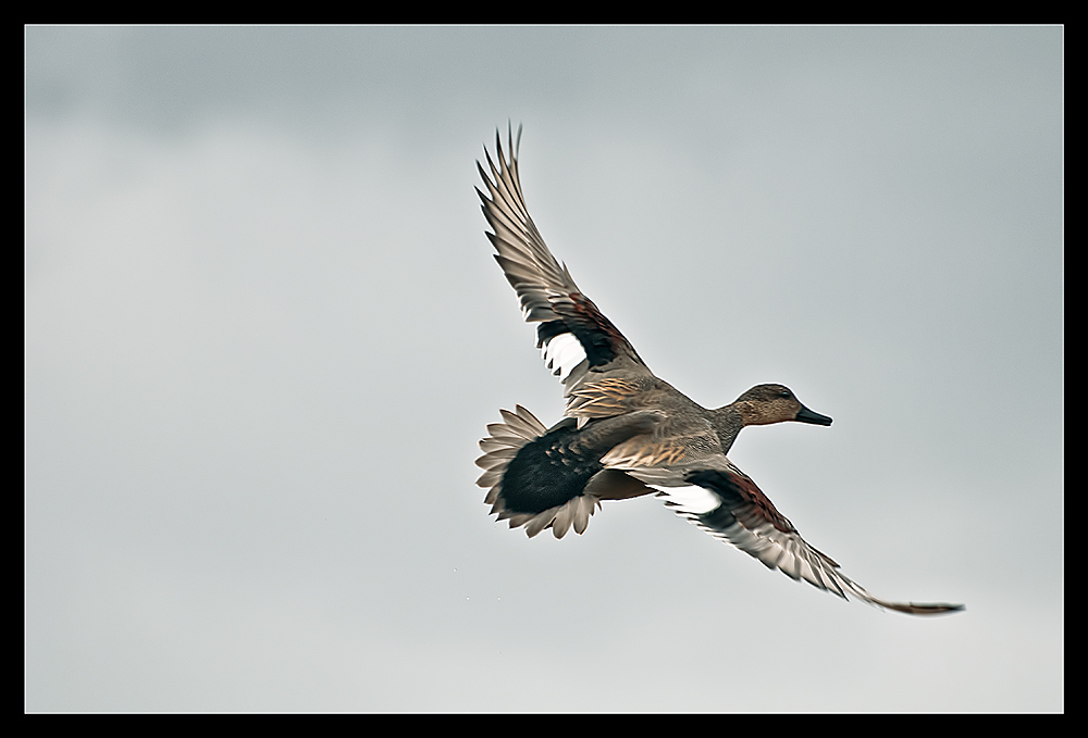 фото "Departure" метки: природа, дикие животные