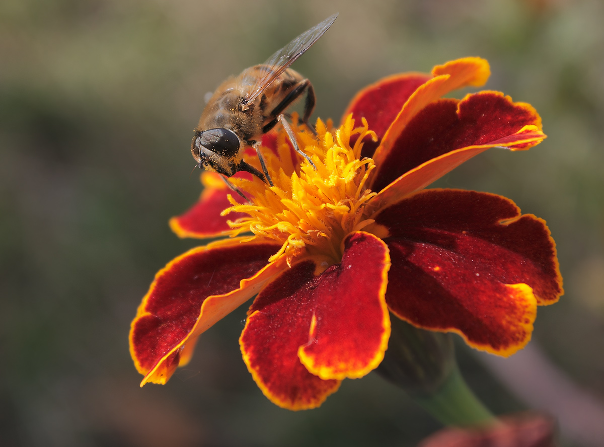 photo "***" tags: macro and close-up, nature, flowers