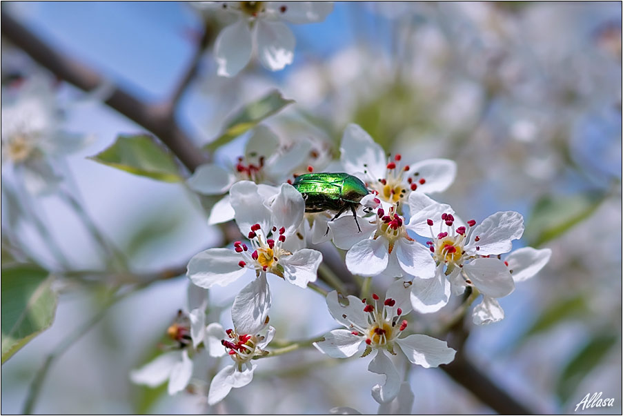 photo "***" tags: landscape, nature, insect, spring