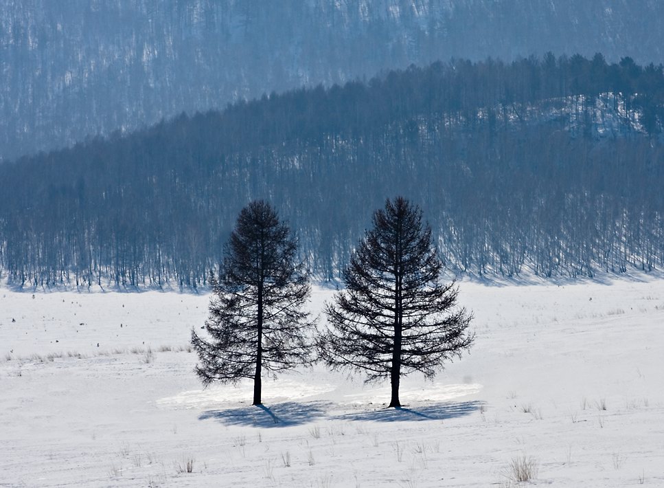 photo "Sisters" tags: landscape, forest, winter