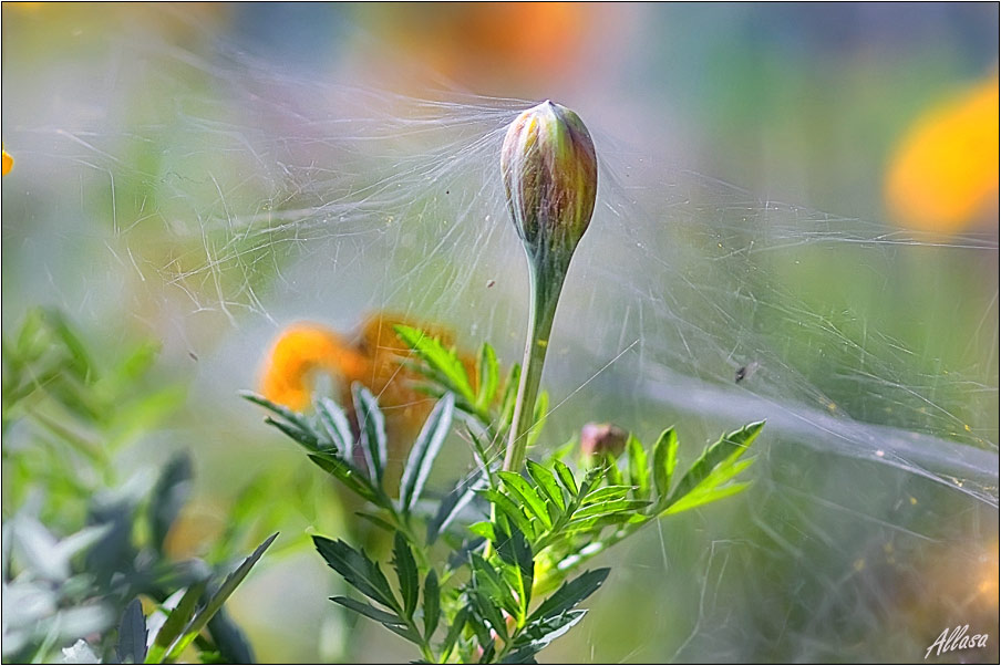 photo "***" tags: nature, flowers