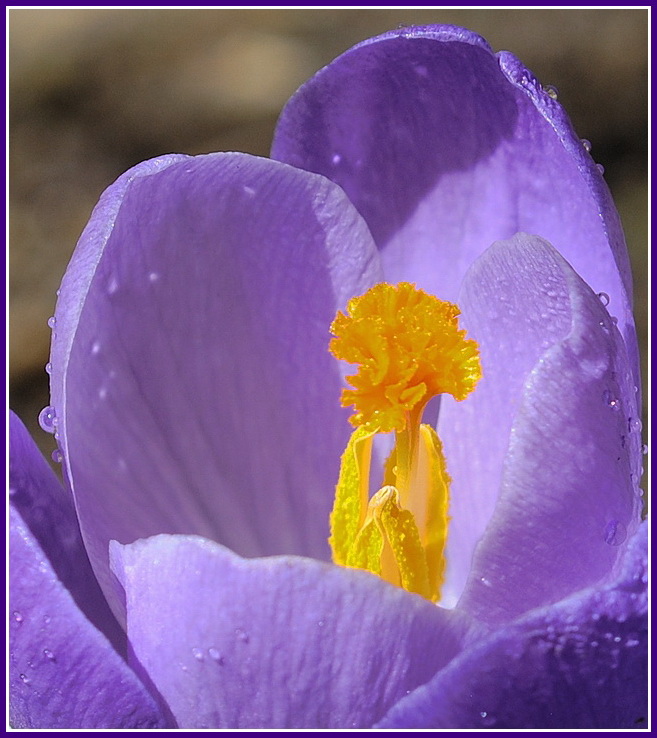 photo "***" tags: nature, macro and close-up, flowers