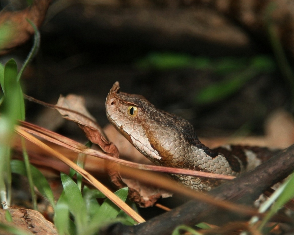 photo "***" tags: nature, wild animals