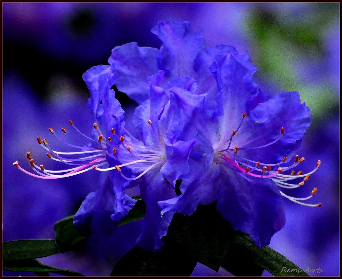 photo "***" tags: nature, macro and close-up, flowers