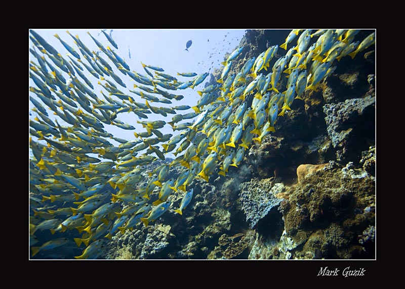 photo "Shoal of fish" tags: underwater, 