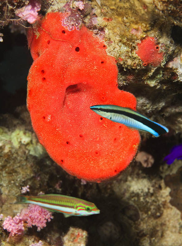 photo "Ear" tags: underwater, 