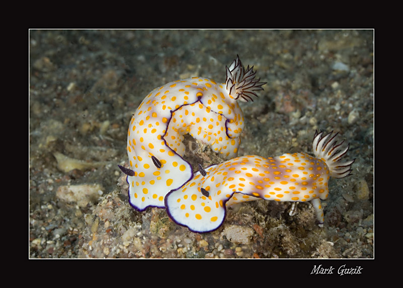 photo "March" tags: underwater, 