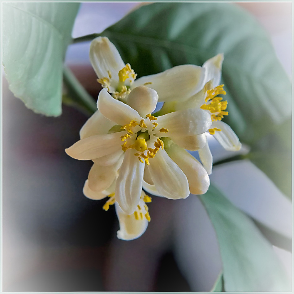 photo "***" tags: nature, macro and close-up, flowers