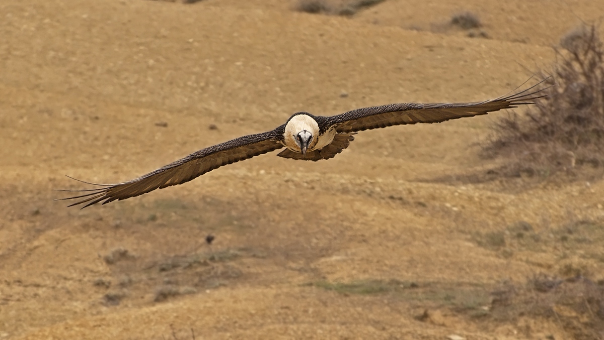 photo "***" tags: nature, wild animals