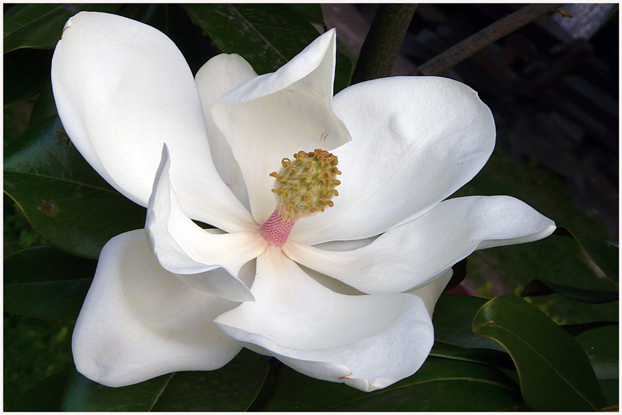 photo "Pure white" tags: nature, macro and close-up, flowers, tree