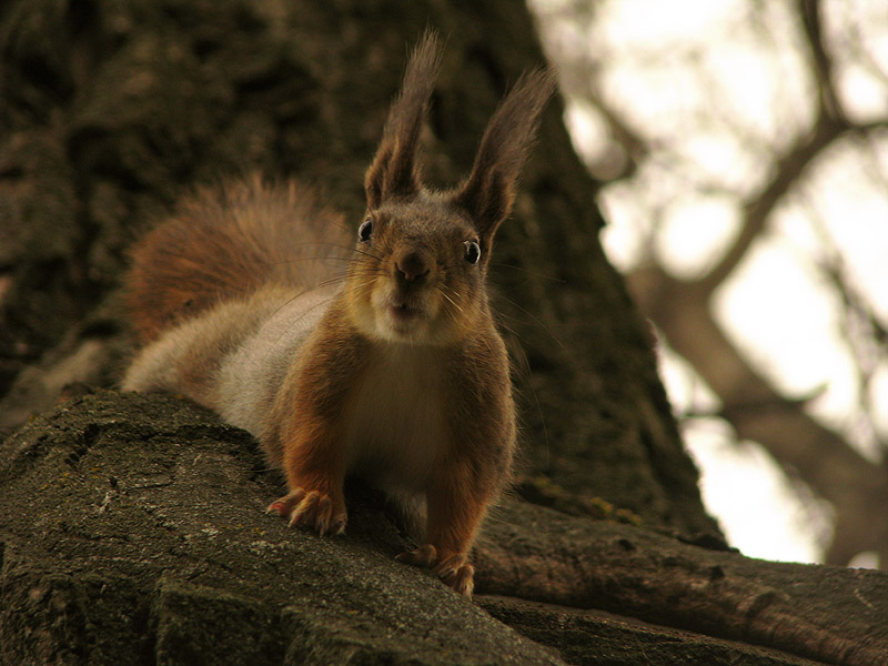 photo "***" tags: nature, wild animals