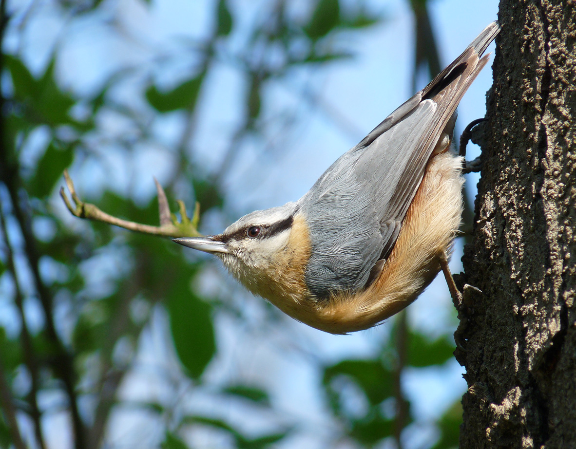 photo "***" tags: nature, wild animals