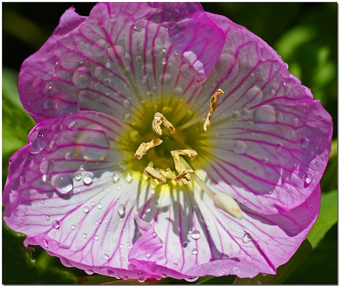 photo "You're So Vein" tags: nature, macro and close-up, flowers