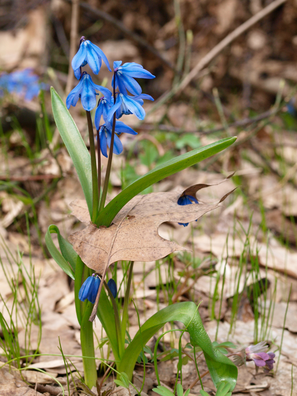 photo "***" tags: nature, flowers