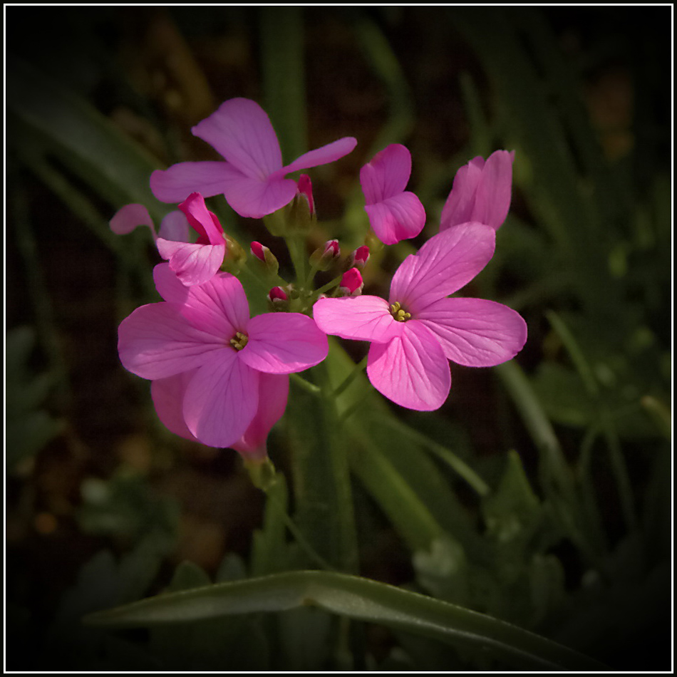 photo "***" tags: nature, macro and close-up, flowers