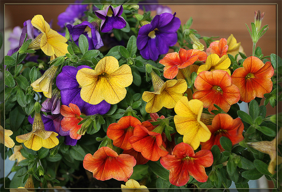photo "The colours of Happiness!!!" tags: nature, macro and close-up, flowers