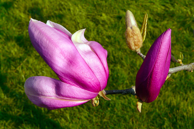 photo "Magnolia flowers" tags: nature, flowers, park, tree
