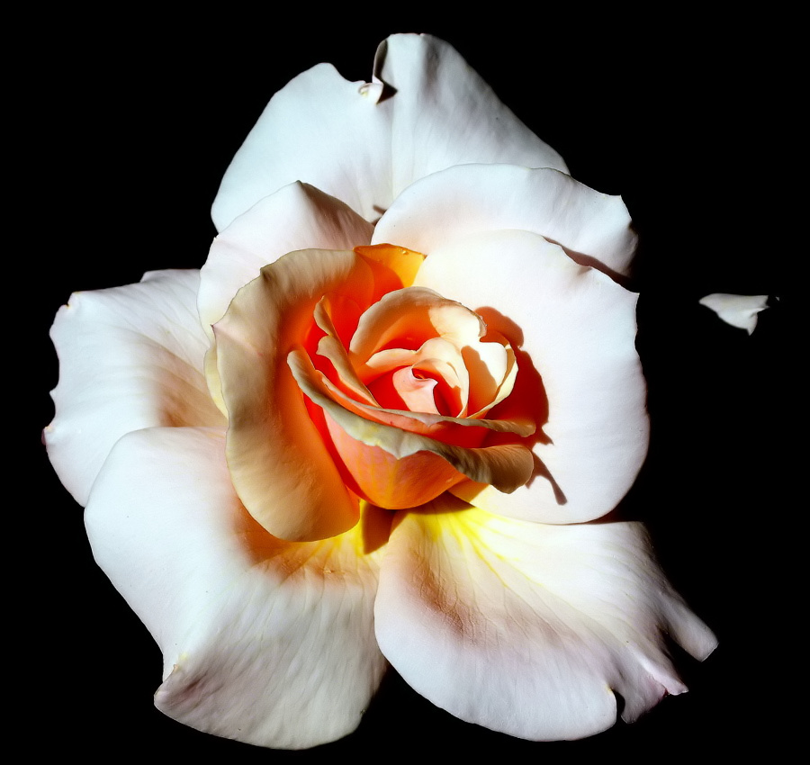 фото ""A Litle Rose..."" метки: природа, цветы