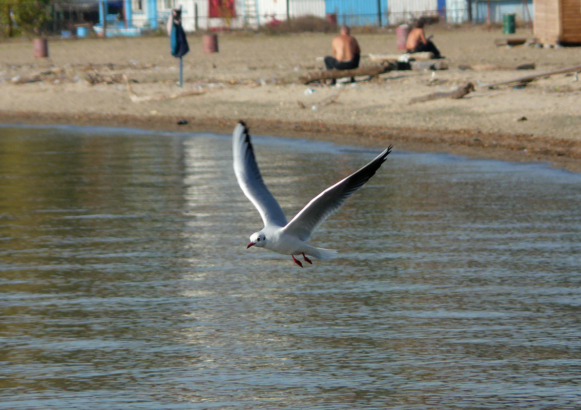 photo "away from these shores..." tags: nature, genre, wild animals