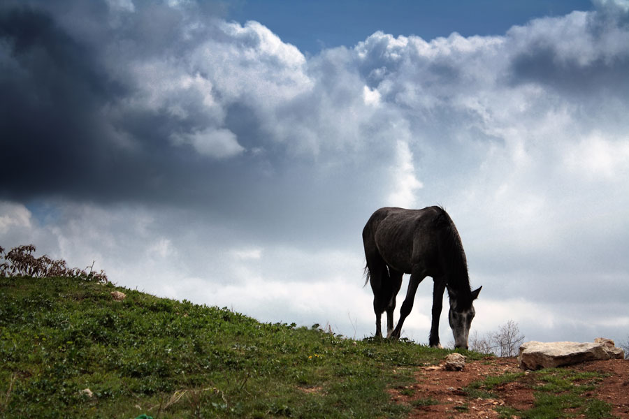 photo "***" tags: landscape, spring