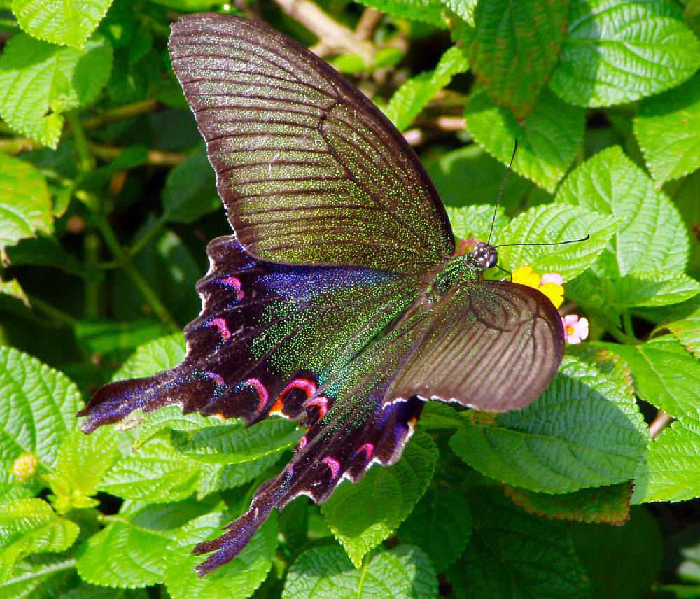 photo "Butterfly" tags: nature, travel, Asia, insect