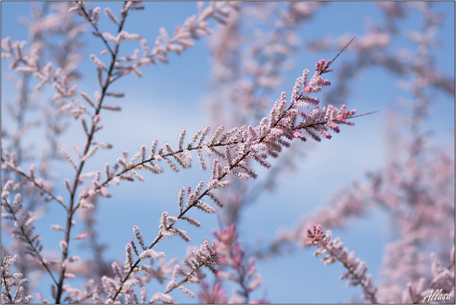 photo "***" tags: landscape, nature, flowers, spring