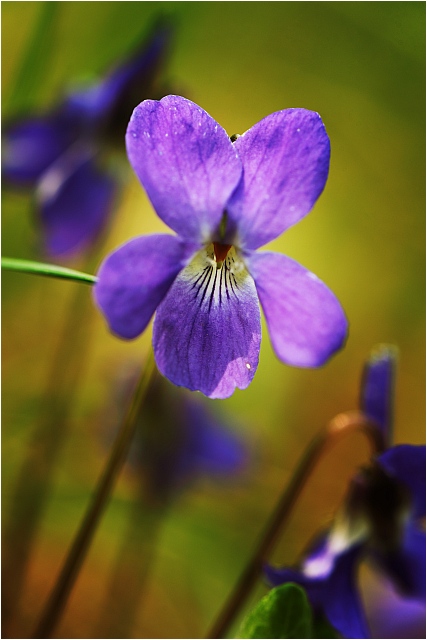 photo "New Spring" tags: nature, flowers