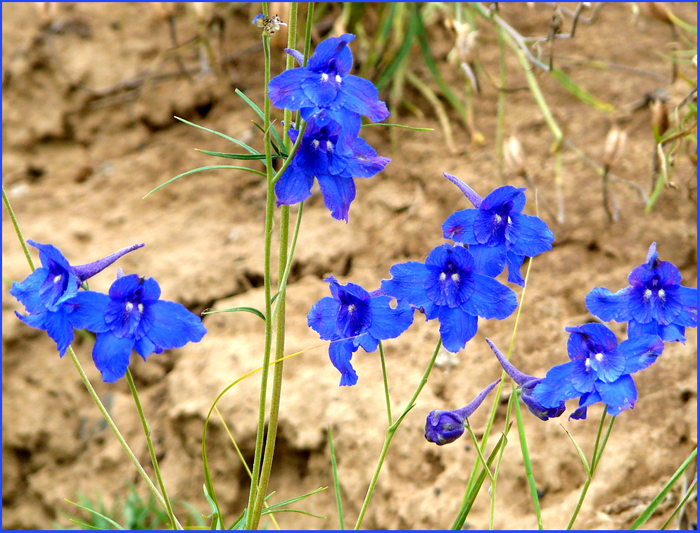 photo "a small flock of little blue birds" tags: nature, flowers